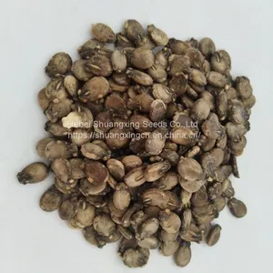 Hybrid Seedless Watermelon Seeds Large Fruit thumbnail-3