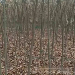 Red Beech Tree thumbnail-2