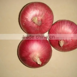 Common Cultivation Type and Liliaceous Vegetabless Product Type Big Onion thumbnail-1