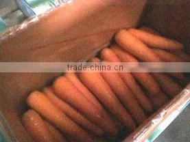 Chinese Fresh Carrot for Export thumbnail-1