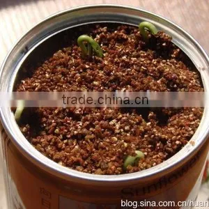 Cucumber thumbnail-2