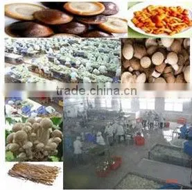 Mushroom Processing Line thumbnail-1