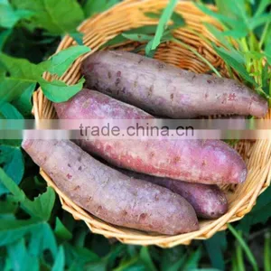 Fresh Purple Sweet Potato For Sweet Potato Buyers thumbnail-6