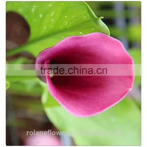 the Beautiful Pura Color Fresh Cut Red Calla Lily Flower to Express All Over the World thumbnail-4