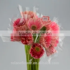 Hot Sell Fresh Cut Pink Gerbera - Egypt Mini Silk Gerbera Daisies With 20stems/bundle From Yunnan, China thumbnail-2