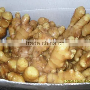 Chinese Fresh Ginger thumbnail-1