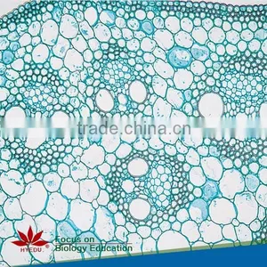 Plant & Anther Meiosis Prepared Slides Individual Microscope Prepared Slide thumbnail-1