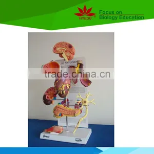 Low Priced Human Cardiac Cycle and Size Cycle Electic Model thumbnail-4