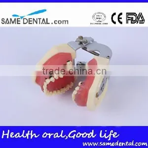 Dental Severe Periodontal Disease Model School Teaching thumbnail-4