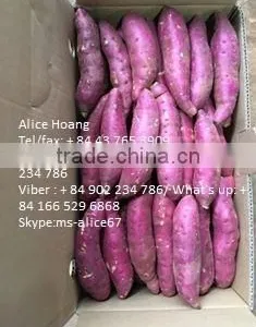 EXPORT Fresh Sweet Potatoes/ BRAND VIETNAM thumbnail-2