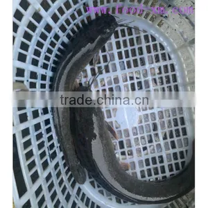 Catfish Exporters in Xiamen thumbnail-1