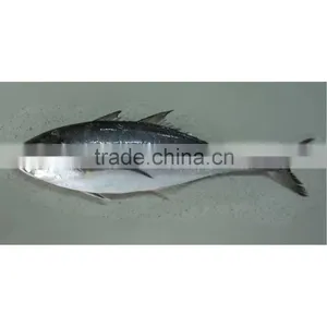 Frozen Comere Torpille for Sale thumbnail-1