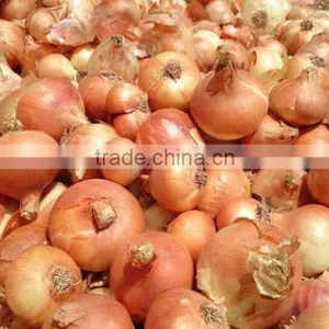 Super Quality Grade a Egyptian Onions thumbnail-2