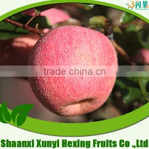 Wholesale New Fuji Apple Varieties thumbnail-1