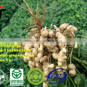 Blanched Peanut With Quality for Sale thumbnail-6