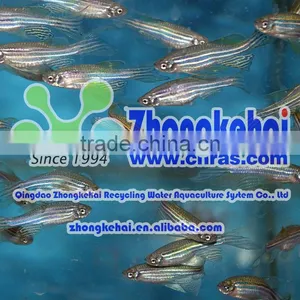 Zebra Fish and Amphioxus for Aquaculture System thumbnail-2