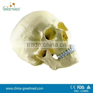 Medical Anatomical Plastic Human Skull Model for Sale thumbnail-1