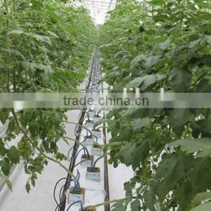 Vegetable Greenhouse thumbnail-5