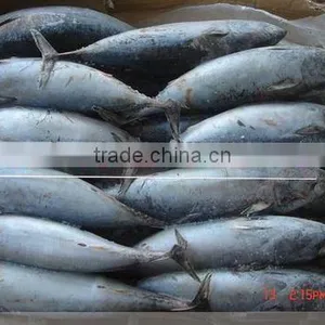 Sarda Chiliensis - Eastern Pacific Bonito 1000g+ thumbnail-3
