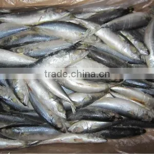 New Seafrozen Mackerel Load Nov 28th thumbnail-1