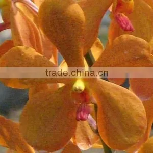 Fresh Cut Orchids, Mokara Orchids, Fresh Cut Stem thumbnail-1