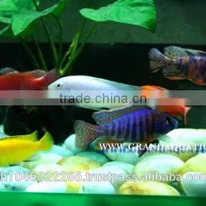 Malawi Cichlid Fish Farm For Sale and Export thumbnail-3