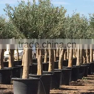 Olive Tree Young Skin Trunk - Olea Europaea "Andalucia" thumbnail-3