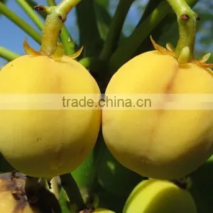 Jatropha Curcus thumbnail-1