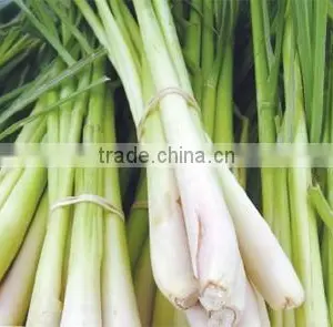 Fresh Lemongrass/ Cutting/ Minced / Powder thumbnail-2