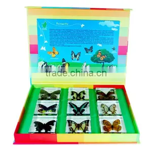 Butterfly Specimen thumbnail-1