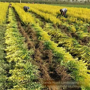 in the Shuyang Area, the Price of Centimeter-sized Golden Privet Seedlings is Cheap and the Survival Rate is High. thumbnail-5