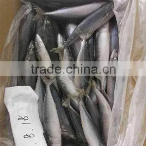 Factory Supply Mackerel Fish Pacific Mackerel Scientific Name Scomber Japonicus thumbnail-2