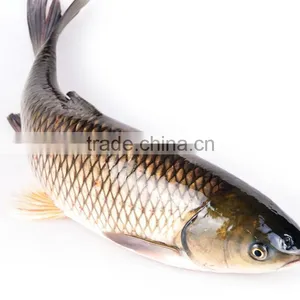 Grass Carp/Asian Carp Fresh Fish thumbnail-1
