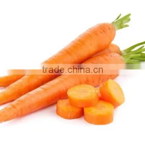 Supply Fresh Carrot With Good Quality for Sale thumbnail-3