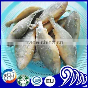 Frozen Fish Fresh Yellow Croaker For Sale thumbnail-1