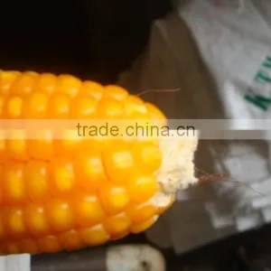 Indian Yellow Maize thumbnail-6