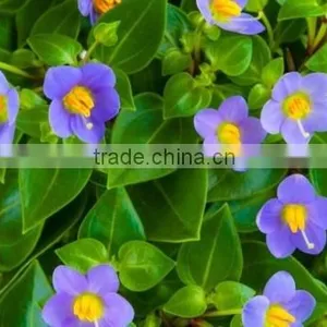 Persian Gentian Flower thumbnail-1