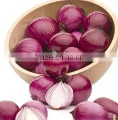 Onion Importers in Quatar/onion Importers in Malaysia/fresh Onion thumbnail-5