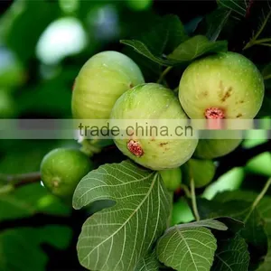 Fig & Ficus Carica Seedling thumbnail-1