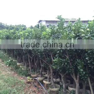 Pomelo Fruit Tree thumbnail-2