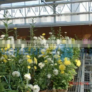 Temper Glass Flowers Greenhouse thumbnail-2