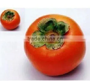 Decorative Red Persimmon thumbnail-1