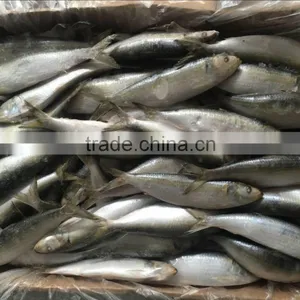 Dongguan Beinuo Sardine Frozen Sagax From China Famous Supplier thumbnail-1