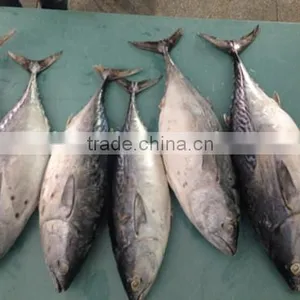 Bonito Tuna (Auxis Tapeionsoma) thumbnail-2