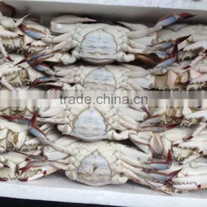 Frozen Blue Swimming Crab thumbnail-2