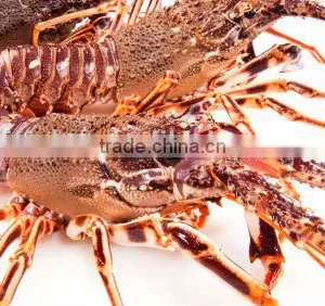 Rock Lobster thumbnail-2