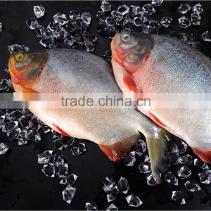 Red Pomfret thumbnail-1