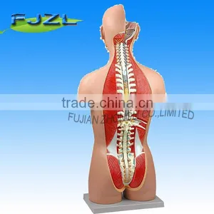 Human Anatomy Torso 17 Parts Sexless Open Back Model thumbnail-2