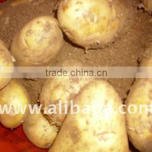 Fresh Potato thumbnail-1