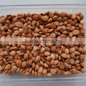 Zhangjiakou Origin Bitter Apricot Kernel for Sale thumbnail-3